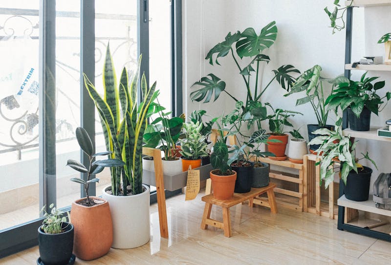 Beautiful indoor plant collection with monstera and snake plants