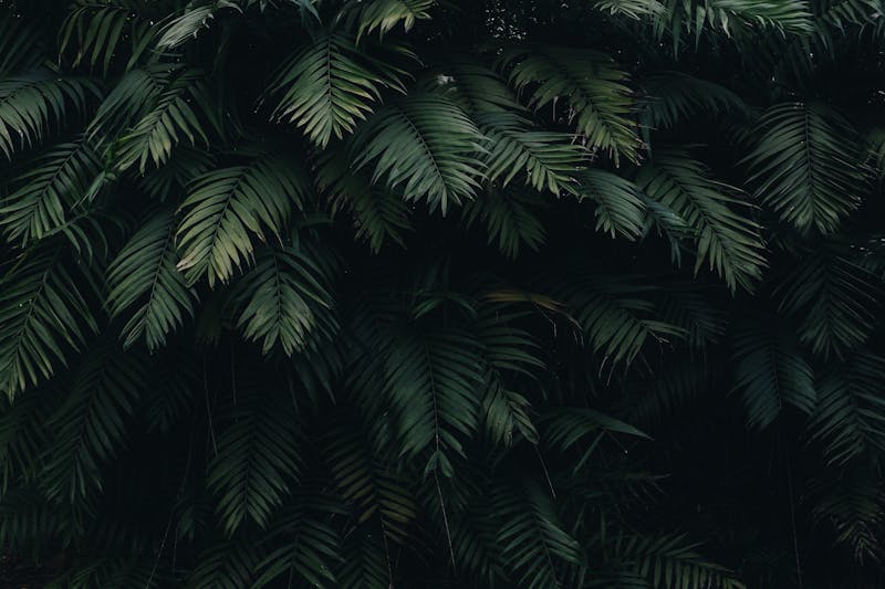 Dark green foliage background