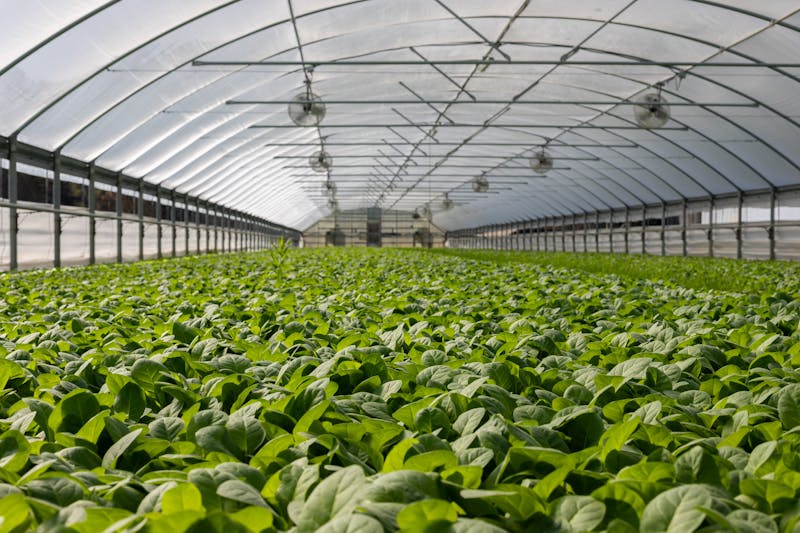Inside a modern polyhouse with rows of green crops